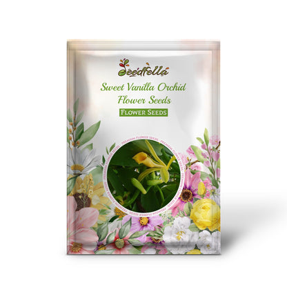 Vanilla Orchid Plant with Elegant Flowering Vines