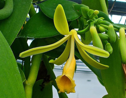 Sweet Vanilla Orchid Flower Seeds for Planting
