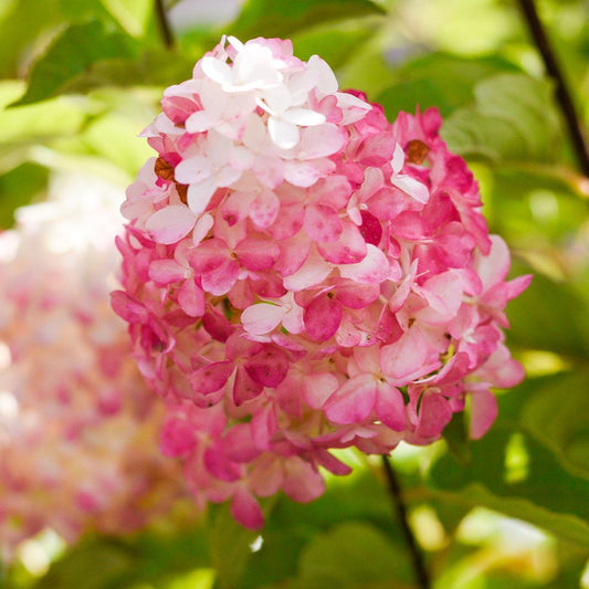 Strawberry Hydrangea Flower Seeds