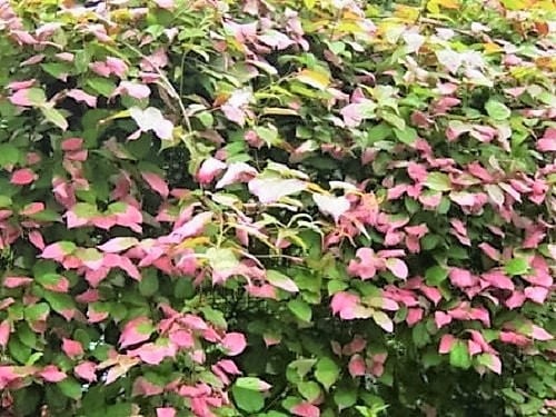 Variegated Arctic Beauty Kiwi Actinidia Kolomikta Edible Fruit Vine Seeds heirloom non-gmo organic garden seeds