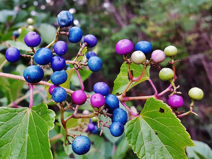Bunte Porzellanbeeren-Rebe (Ampelopsis brevipedunculata 'Elegans') Samen mit blauen, rosa und violetten Beeren