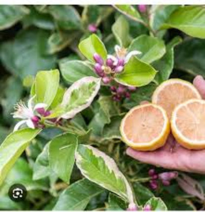 Pink Eureka Lemon Tree Seeds for Planting - Grow Your Own Citrus Delight