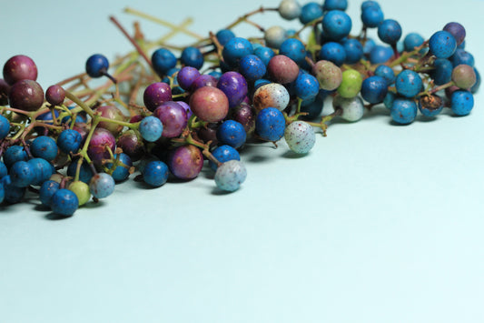 Variegated Porcelain Berry Vine Ampelopsis Brevipedunculata 'Elegans' Blue, Pink, Purple Berries Seeds heirloom non-gmo organic garden seeds