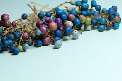 Variegated Porcelain Berry Vine Ampelopsis Brevipedunculata 'Elegans' Blue, Pink, Purple Berries Seeds heirloom non-gmo organic garden seeds