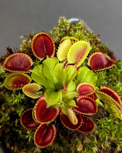 Green with Red Venus Flytrap Seeds for Planting – Heirloom, Non-GMO, Carnivorous, Insect Control