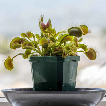 Green Venus Flytrap – Live Carnivorous Plant for Insect Control & Unique Home Décor