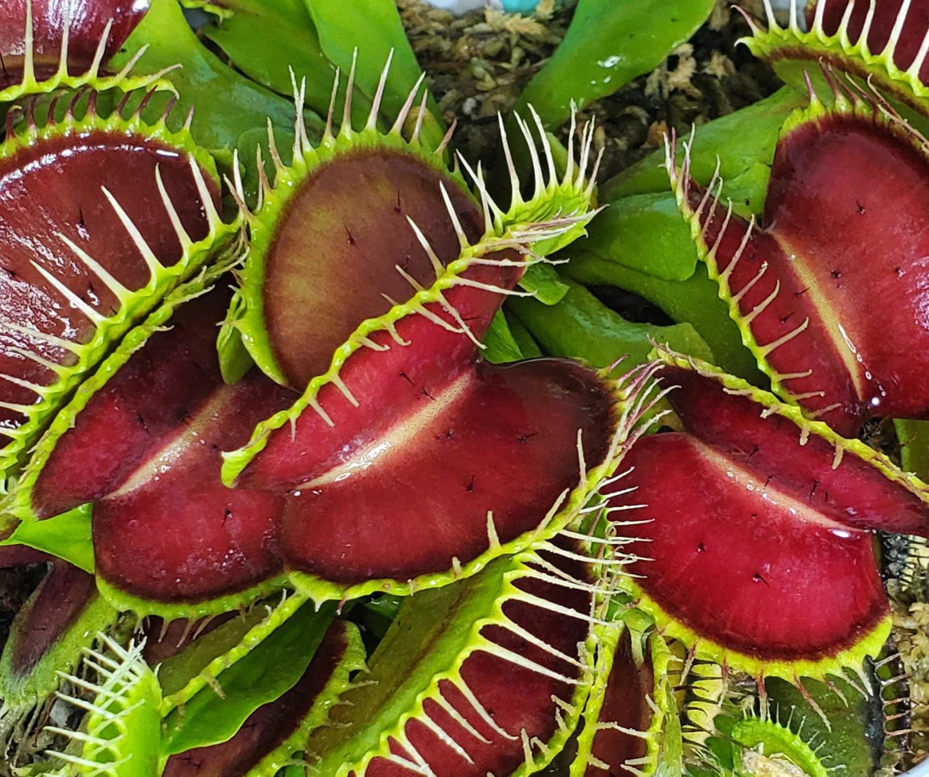 赤い色のある緑のビーナス捕虫草 – 家庭と庭の装飾用の珍しい食虫植物