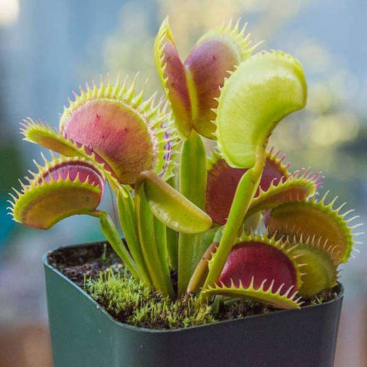 Easy Care Venus Flytrap Seeds – Fast Germinating Exotic Carnivorous Plants heirloom non-gmo organic garden seeds