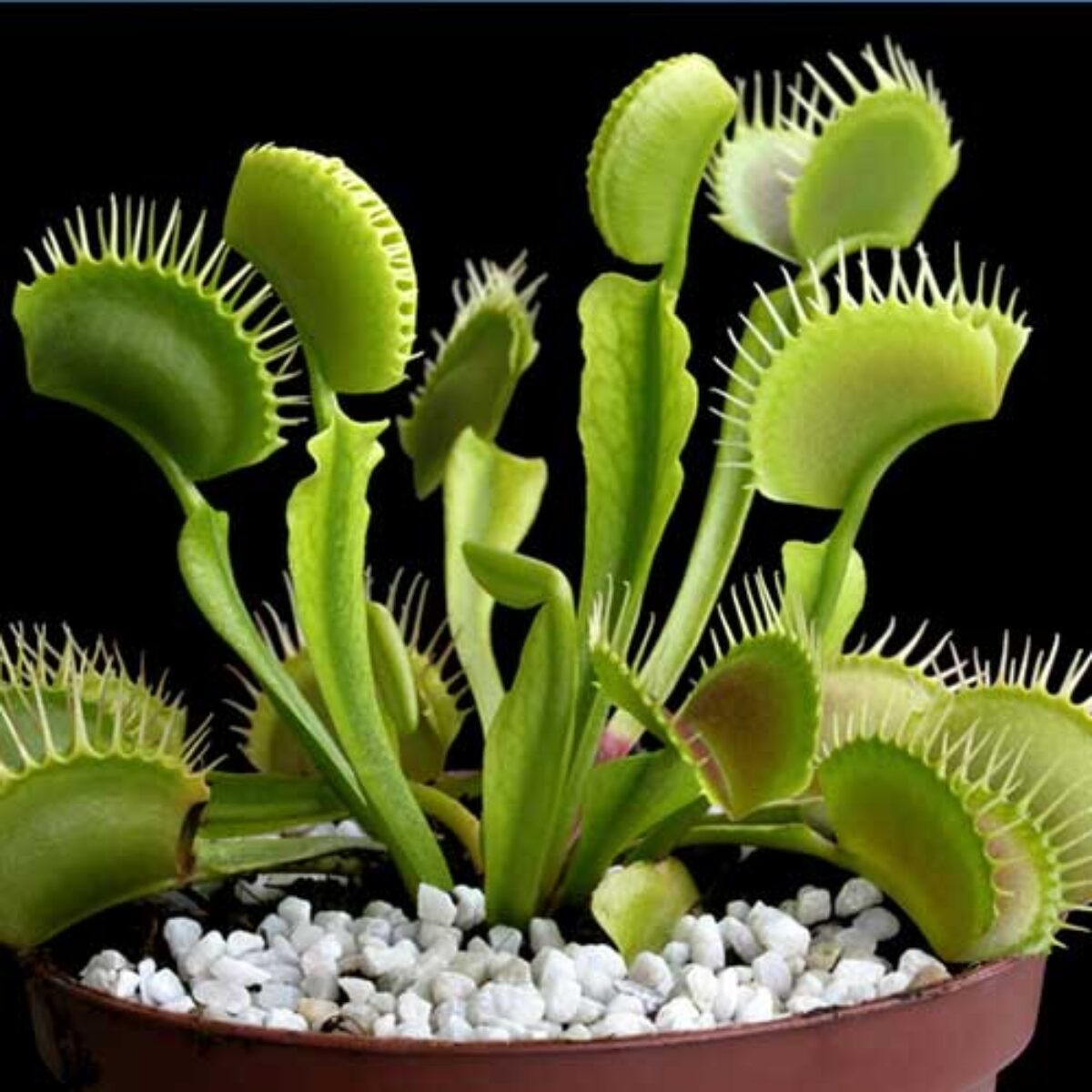 Venus Flytrap Seeds – Carnivorous Indoor & Outdoor Plants, Full Sun heirloom non-gmo organic garden seeds