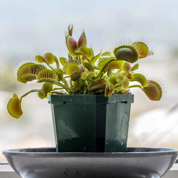 Green Venus Flytrap Seeds for Planting – Heirloom, Non-GMO, Carnivorous, Insect Control