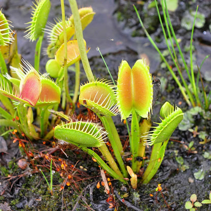 Venus Flytrap Herb Seeds