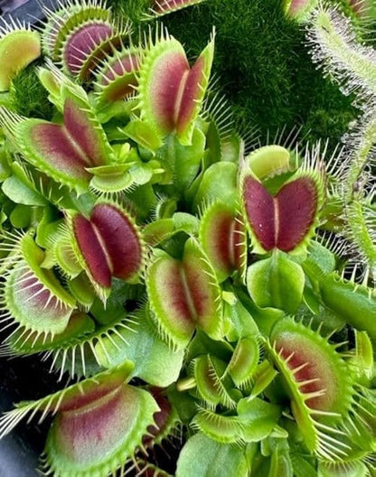 PCS Easy-Care Venus Flytrap Seeds – Fast-Germinating Exotic Carnivorous Plants