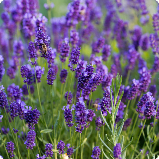 Old Fashioned English Lavender Vera Lavandula Angustifolia Seeds heirloom non-gmo organic garden seeds