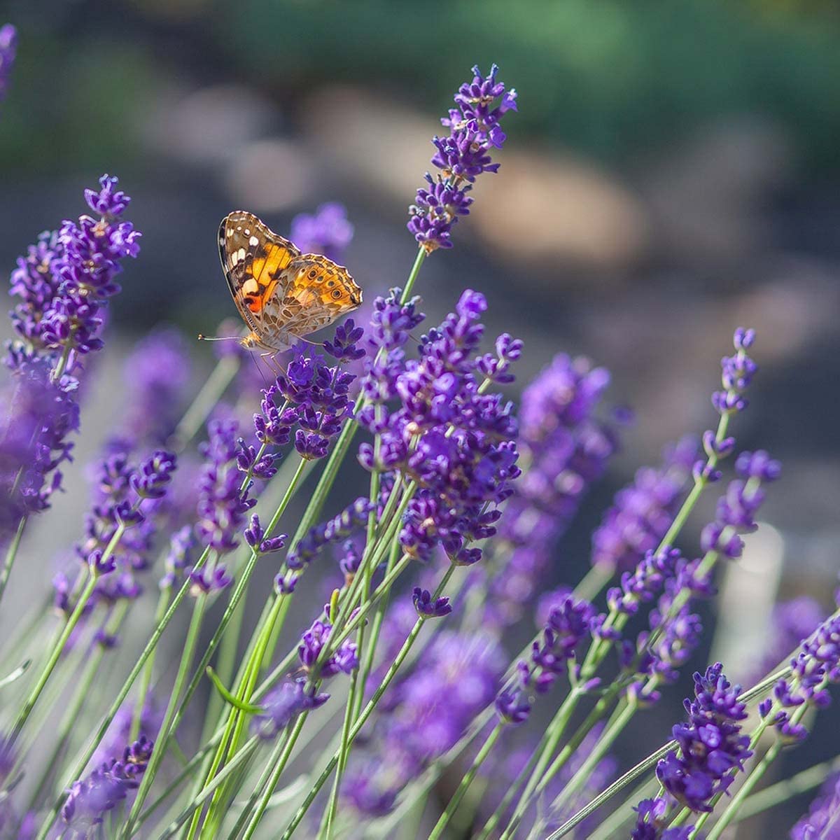 old fashioned lavender plants Old Fashioned English Lavender Vera Lavandula Angustifolia Seeds Organic Garden Seeds – Pure Asia Seeds