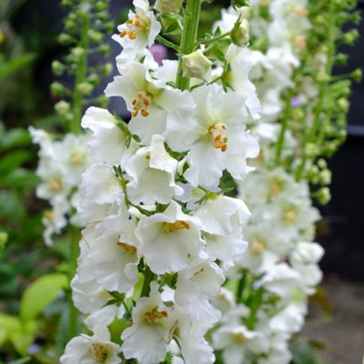 Semi di arbusto Verbascum Phoeniceum 'White Bride'
