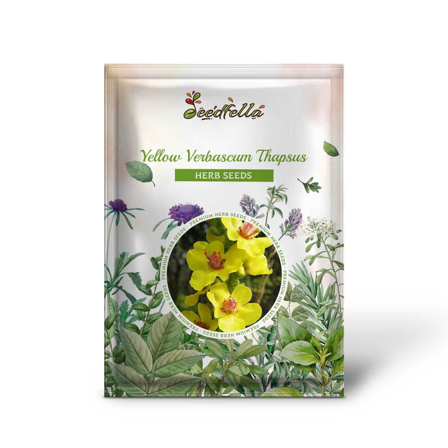 Yellow Verbascum Thapsus (Common Mullein) Flower Herb Seeds