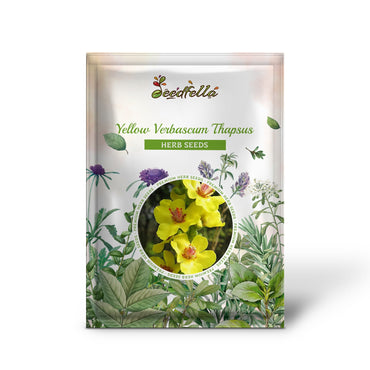 Yellow Verbascum Thapsus (Common Mullein) Flower Herb Seeds