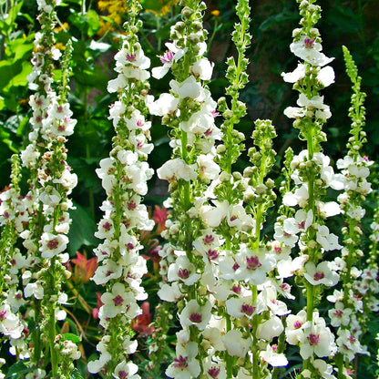 Wedding Candles Verbascum Chaixii Flower Seeds