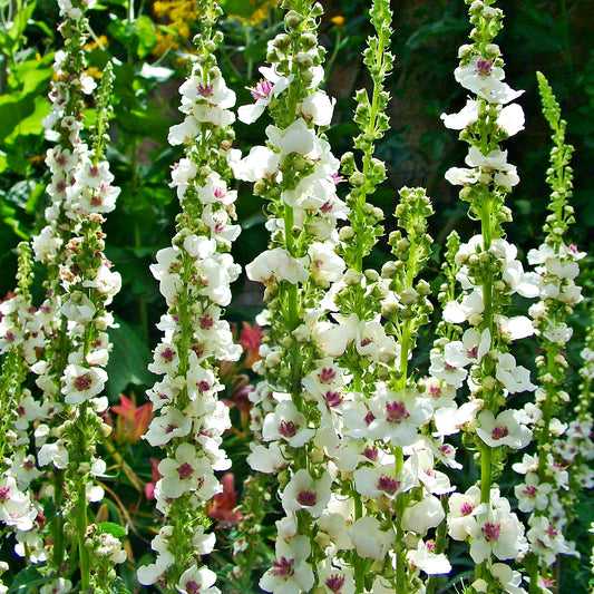 Wedding Candles Verbascum Chaixii Flower Seeds