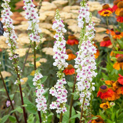 Wedding Candles Verbascum Chaixii Flower Seeds