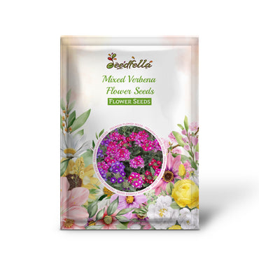 Colorful Verbena blooms in mixed shades