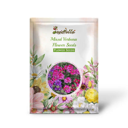 Colorful Verbena blooms in mixed shades