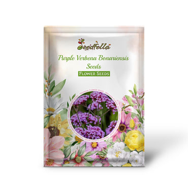 Verbena Bonariensis Purple Blooms in Garden