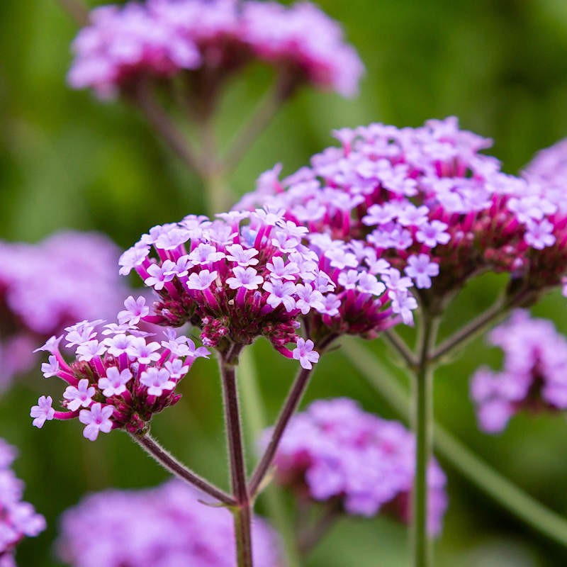 Buenos Aires Verbena (Verbena bonariensis) Brazilian Purple Bonariensis Patagonica Flower Seeds