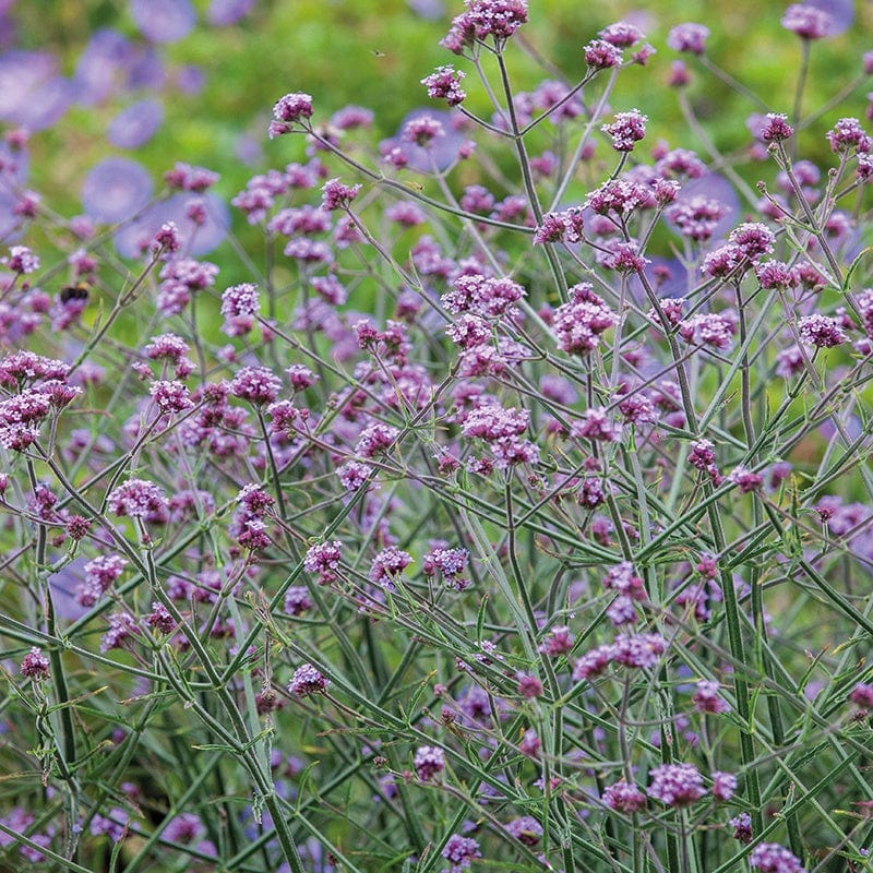 Verbena Bonariensis Plant Growing in Full Sun