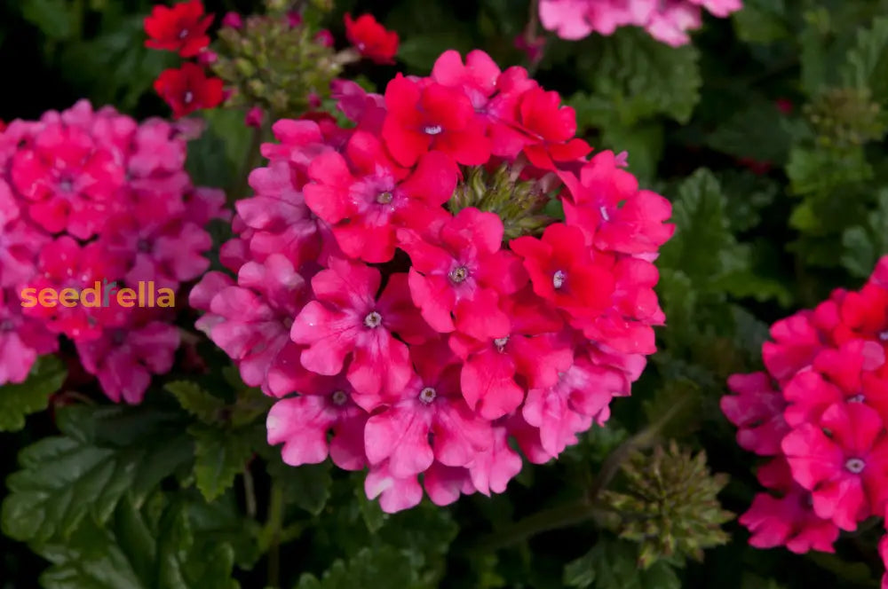 Verbena Flower Seeds Dark Pink Planting