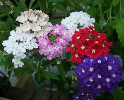 Verbena flowers growing beautifully in garden