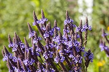 Blue Vervain Growing in Wildflower Garden
