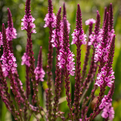 Pink Vervain (Verbena hastata Rosea) - Flower Seeds
