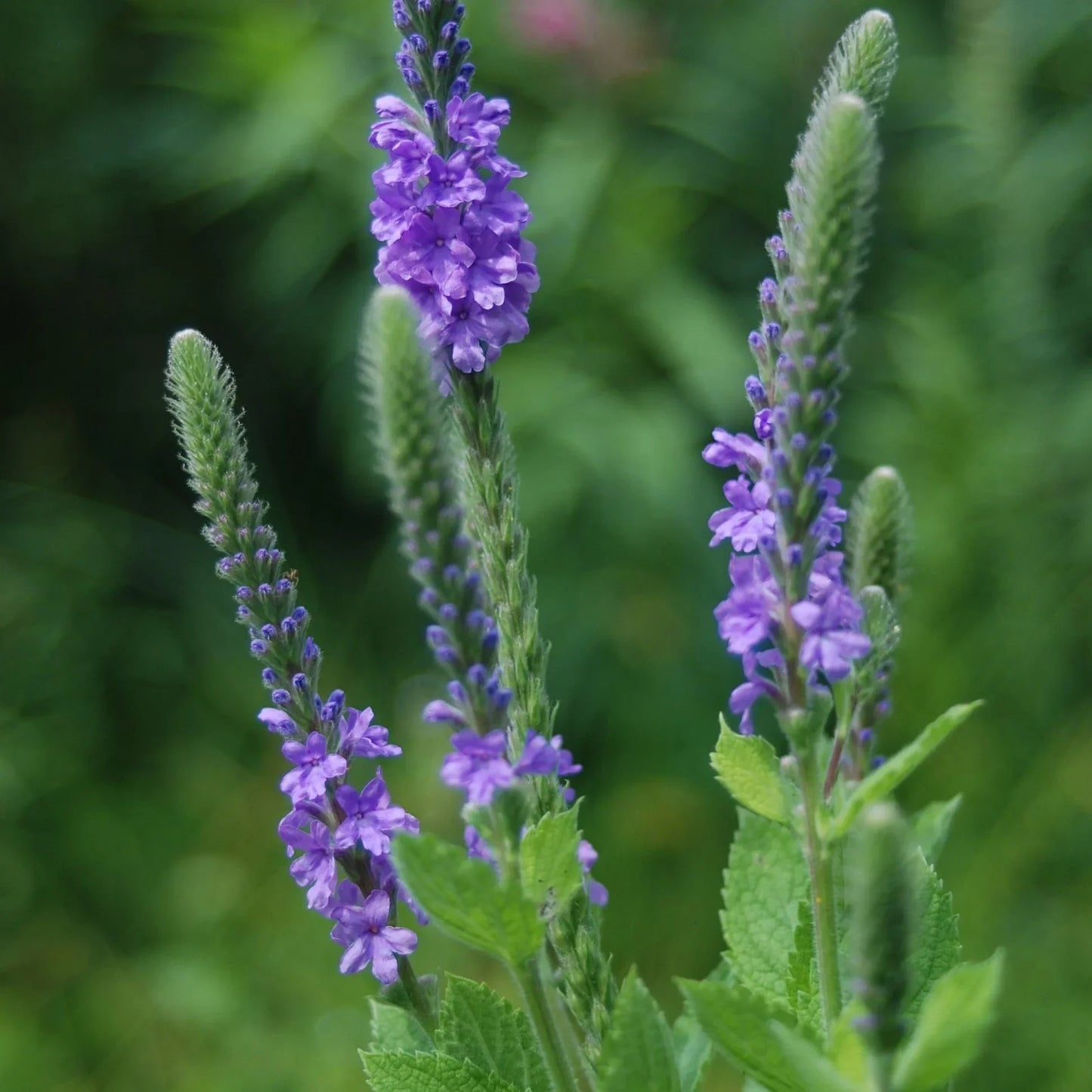 Verbena Hybrida Blue Flower Blooms in Garden