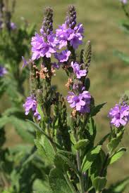 Purple Hoary Vervain (Verbena stricta) - Flower Seeds