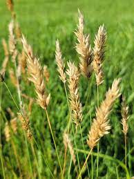 スイートバーナルグラス（Anthoxanthum odoratum）香り高いバニラ草 観賞用工芸種子