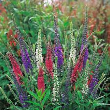 Mixed Colors Veronica Sightseeing Mixture (Spike Speedwell) Veronica Spicata Flower Seeds