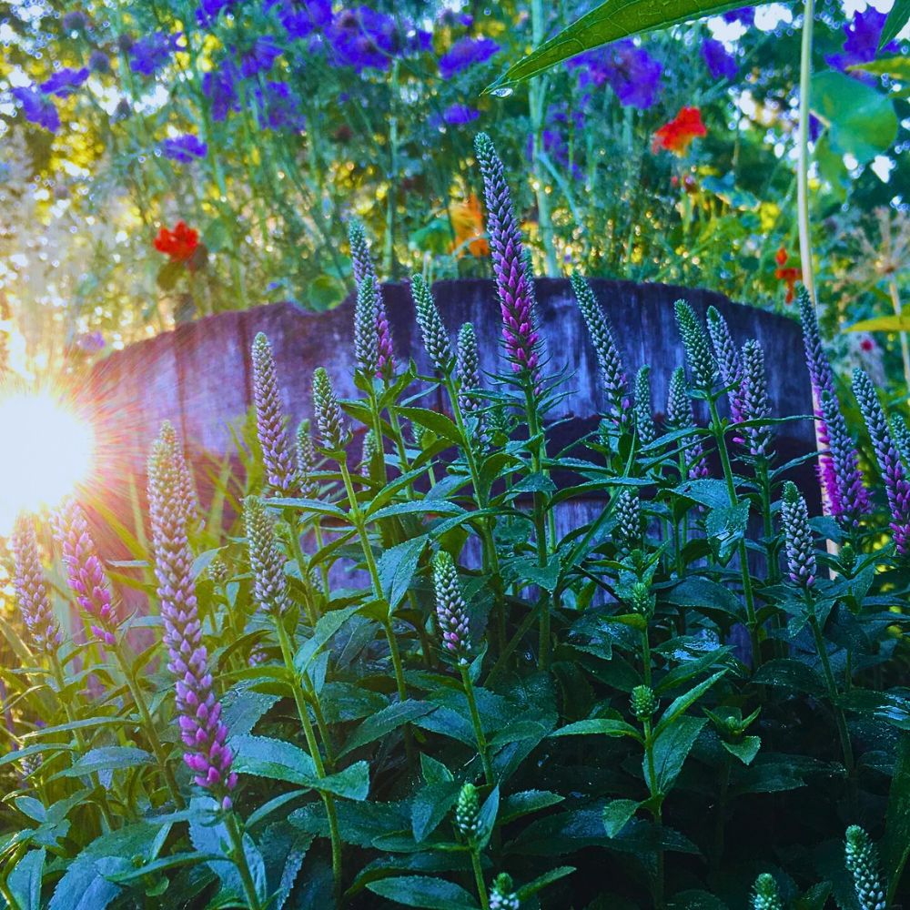Veronica Seedlings Growing from Seeds