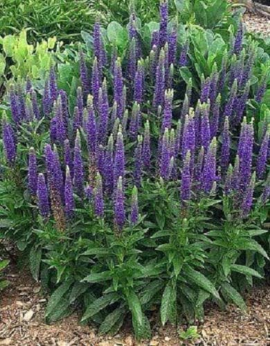 Mixed Colors Veronica Sightseeing Mixture Spike Speedwell Veronica Spicata Flower Seeds heirloom non-gmo organic garden seeds