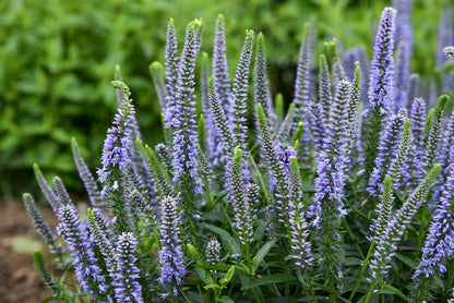 Blue and Purple Veronica Speedwell Flower Spikes