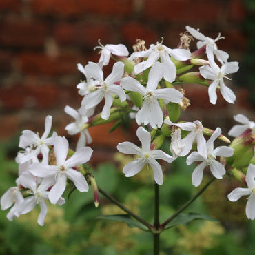 Soapwort Flower Seeds