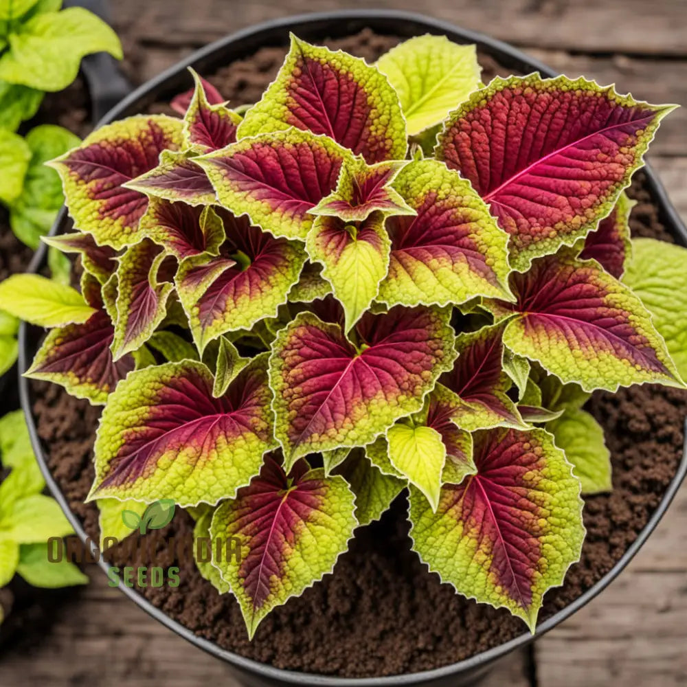 Semi di pianta Coleus Jazz Ruby