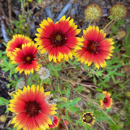Vibrant Gaillardia seeds for home garden use