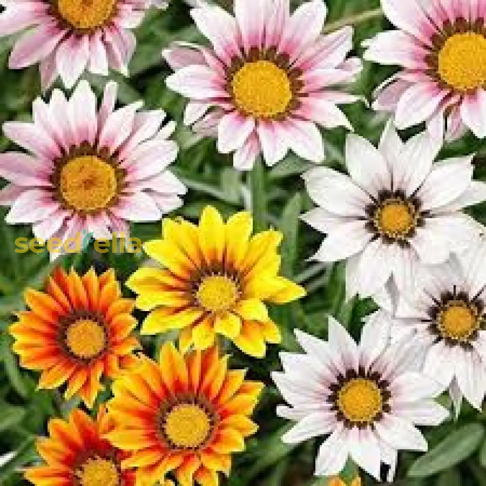 Vibrant Gazania Rigens Flower Seeds For Easy Planting