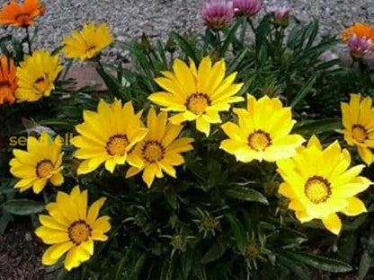 Vibrant Gazania Rigens Flower Seeds For Easy Planting