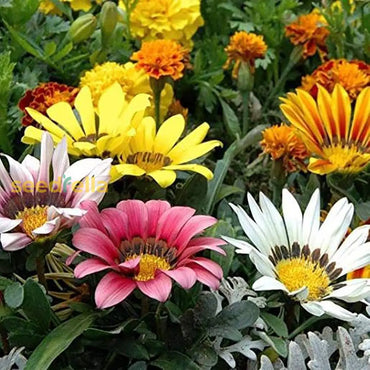 Vibrant Gazania Rigens Flower Seeds For Easy Planting