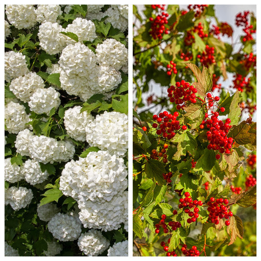 European Cranberry Snowball Tree Viburnum Opulus Seeds – Red Fruit & White Flowers heirloom non-gmo organic garden seeds