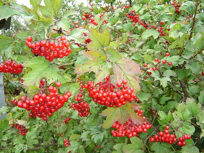European Cranberry / Snowball Tree (Viburnum opulus) Seeds – Red Fruit & White Flowers