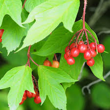 Wentworth Hochsträuchige Moosbeere (Vaccinium corymbosum 'Wentworth') Samen