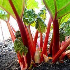 Victoria Rhubarb (Rheum x hybridum) Seeds